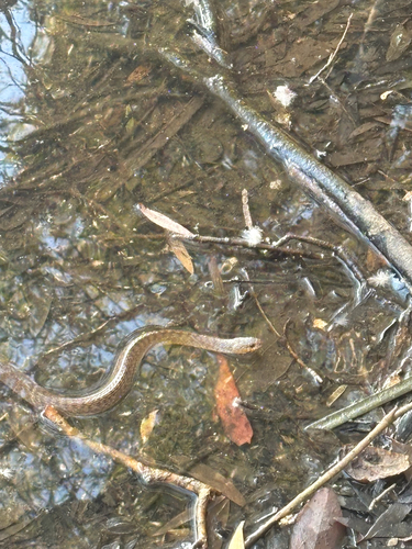 Common keelback sighting