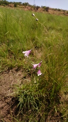 Dierama mossii