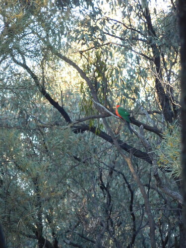 Australian King Parrot