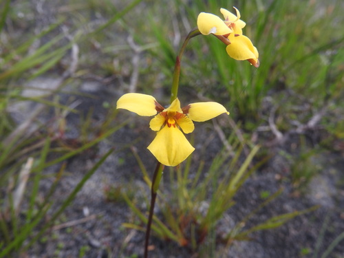 Diuris laevis observed 2025-10-14