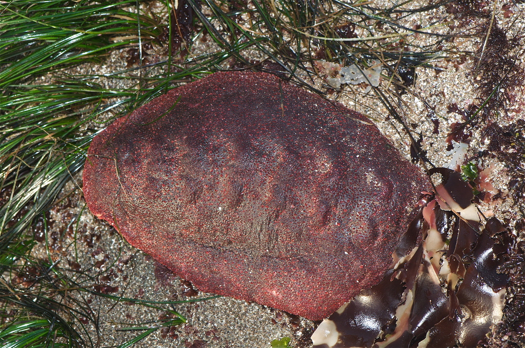 giant Pacific chiton