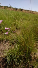 Dierama mossii
