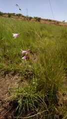 Dierama mossii