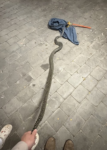 Diamond Python sighting