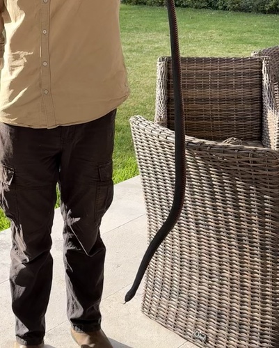 Red-bellied Black Snake sighting