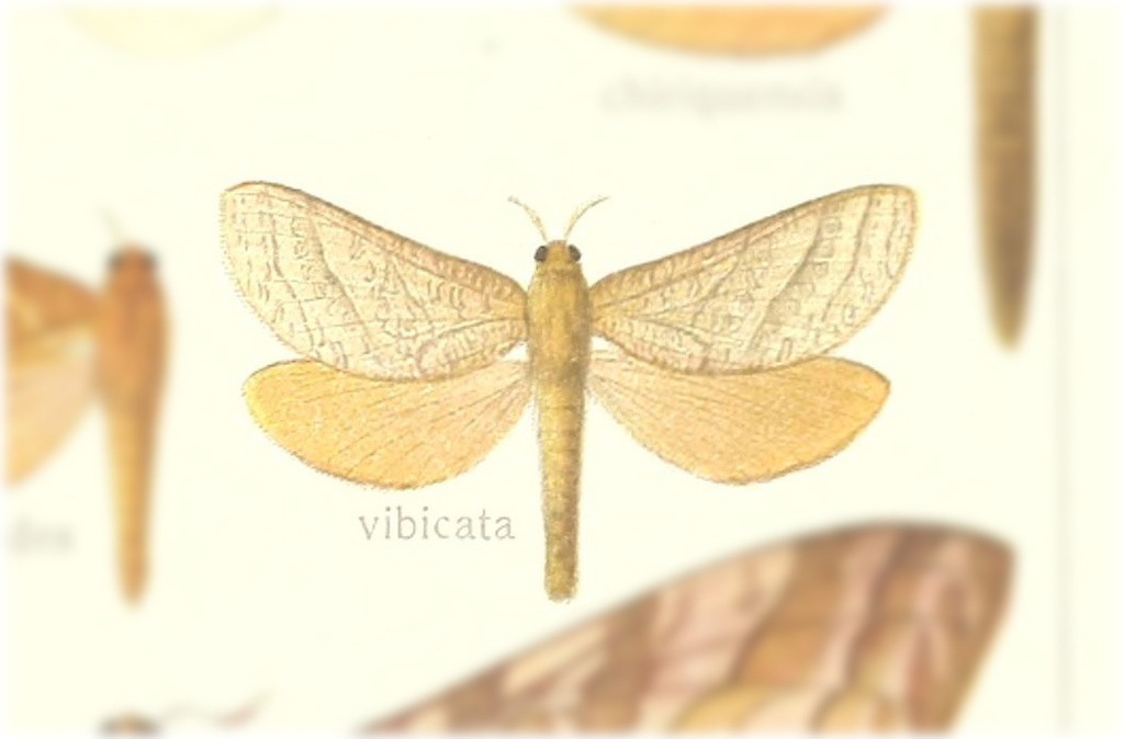 Dalaca vibicata