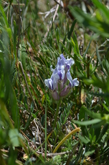 Oxytropis poncinsii