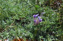Oxytropis poncinsii