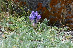 Oxytropis poncinsii