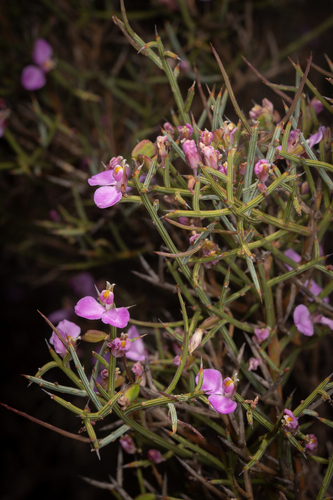 Comesperma spinosum (Comesperma spinosum)
