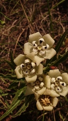 Pachycarpus schinzianus