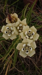 Pachycarpus schinzianus