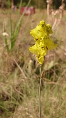 Gladiolus woodii