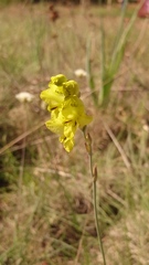 Gladiolus woodii