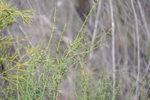 broom bitter-pea (Daviesia genistifolia)