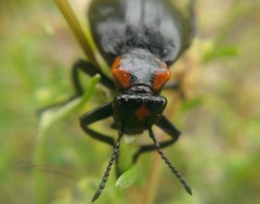Lytta sublaevis