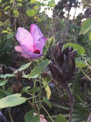 Hibiscus furcellatus