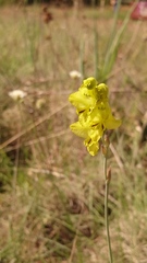 Gladiolus woodii