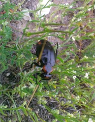 Lytta sublaevis