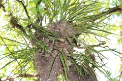 Encyclia adenocaula
