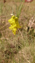 Gladiolus woodii