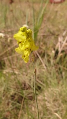 Gladiolus woodii