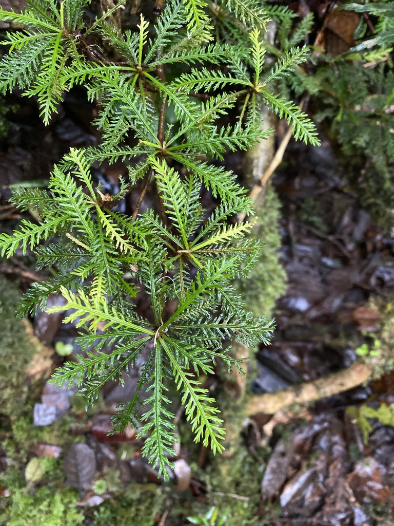 Discocalyx dissecta; photograph Richard Fuller, CC0, iNaturalist via GBIF