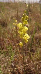 Gladiolus woodii