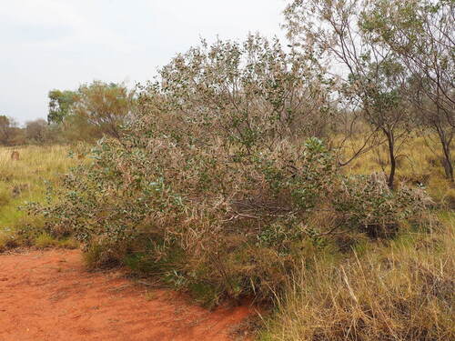 Scrub Wattle