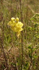 Gladiolus woodii
