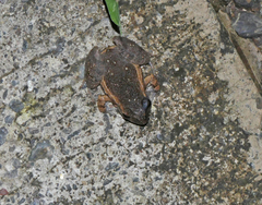 Leptodactylus melanonotus