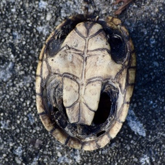 Sternotherus