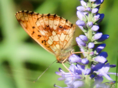 Lesser Marbled Fritillary