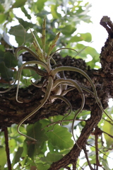 Tillandsia caput-medusae
