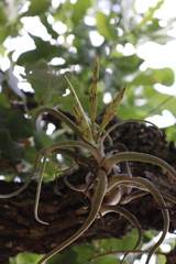 Tillandsia caput-medusae