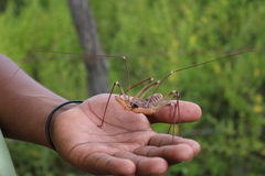 Acanthophrynus coronatus