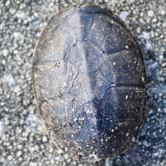 Sternotherus