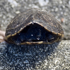 Sternotherus