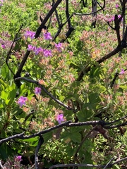 Pelargonium cucullatum cucullatum