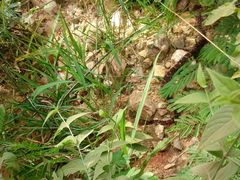 Bothrops erythromelas