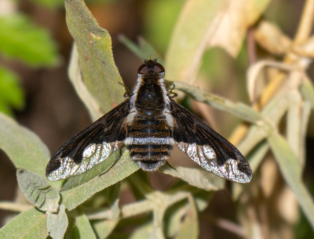 Hemipenthes sichuanensis