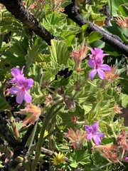 Pelargonium cucullatum cucullatum