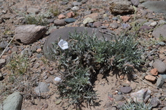 Convolvulus tragacanthoides