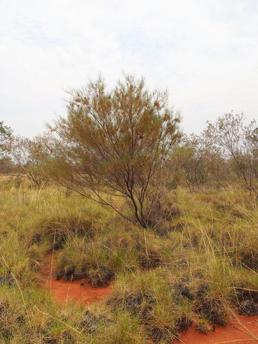 Broom Wattle