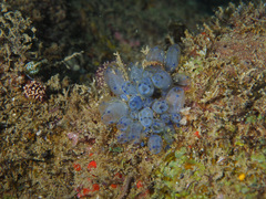 Clavelina moluccensis