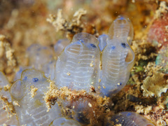 Clavelina moluccensis