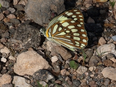 Colotis protomedia