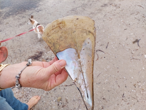 Australian Razor Clam