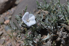 Convolvulus tragacanthoides