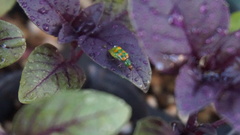 Diabrotica speciosa